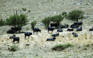 Засуха угрожает водоснабжению Сицилии