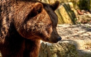 Italian Bears Evolve Due to Human Influence